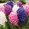 Hyacinth Flower Oil