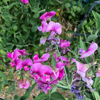 Sweet Pea Oil