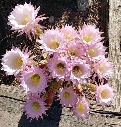 Cactus Blossom Oil