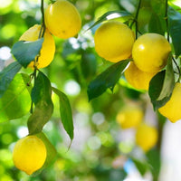 Lemon Essential Oil